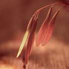 Fall Seeds Art Print by Surma And Guillen