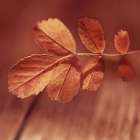 Red Fall Leaves Art Print by Surma And Guillen
