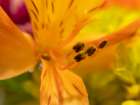 Sunlit Petals Art Print