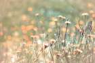 Wildflower Wind Art Print