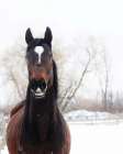 Stable Brown Horse Art Print