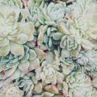 Translucent Succulents Art Print