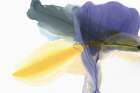 Fluttering Art Print by Vicki McFarland