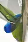 Green and Blue Fluid Harmony Modern Print