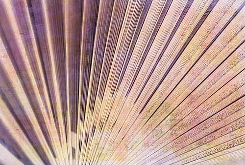 Palm Leaf Elements II Photography Print