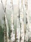 Birch Green Forest I Art Print