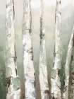 Birch Green Forest II Art Print