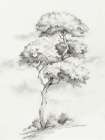 Solitary Tree in Gentle Breeze II Art Print