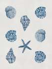 Indigo Shells Art Print