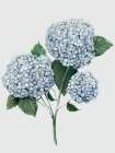 Fresh Blue Hydrangea II Art Print