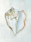 Seashell Serenity III Art Print