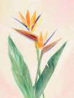 Bird of Paradise Blooms Brightly Art Print