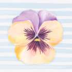 Pansy on Striped Canvas I Art Print
