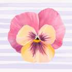 Pansy on Striped Canvas II Art Print