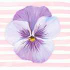 Pansy on Striped Canvas III Art Print
