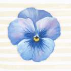 Pansy on Striped Canvas IIII Art Print
