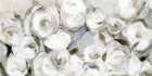 White Blooms in Gentle Light Art Print