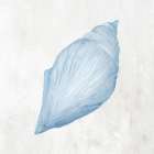 Light Blue Seashell II Art Print
