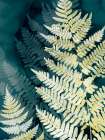 Fern Shadows on Dark Waters Art Print