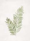 Serene Ferns on White Canvas Art Print