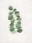 Eucalyptus Simplicity on Canvas Art Print