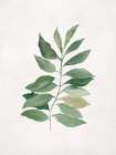 Serene Green Leaf Arrangement Art Print