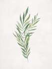 Greenery on Simple Canvas Art Print