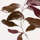 Muted Leaves on Gentle Branches I Art Print
