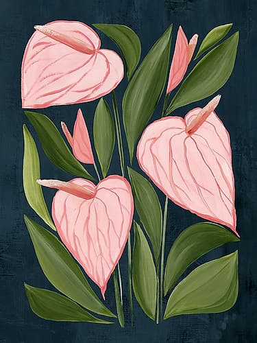 Pink Anthuriums Against Dark Blue Art Print