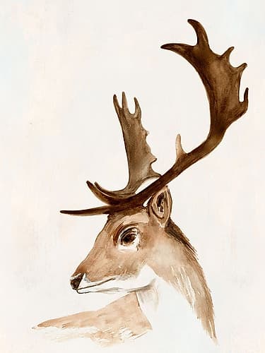 Majestic Stag in Watercolor Form Aquarelle reproduction