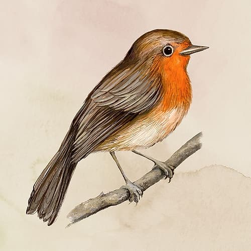Vibrant Robin on a Branch Aquarelle reproduction