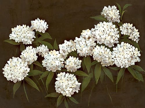 White Blossoms on Dark Background Impressionniste reproduction