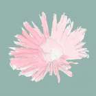 Pink Flower Art Print