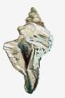 Shell Shapes I Art Print