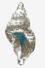 Shell Shapes II Art Print