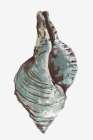 Shell Shapes III Art Print