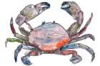 Crab Art Print
