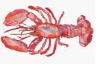 Lobster Art Print