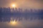 Misty trees Art Print