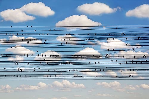 Concerto for Birds Art Print