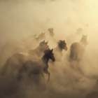 Migration of Horses Art Print