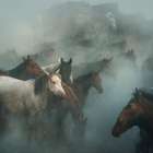 Lost Horses Art Print