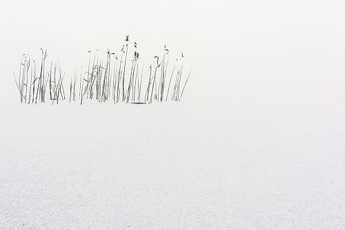 Frozen life Art Print by Scappazzoni