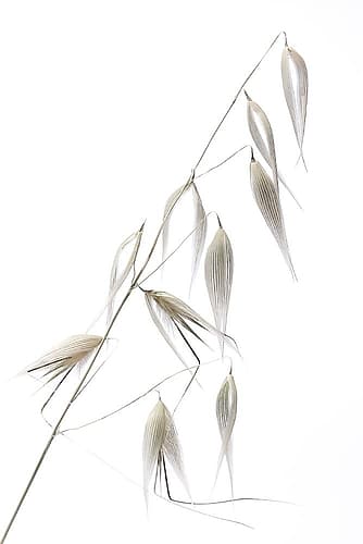 Reed Delicacy Art Print