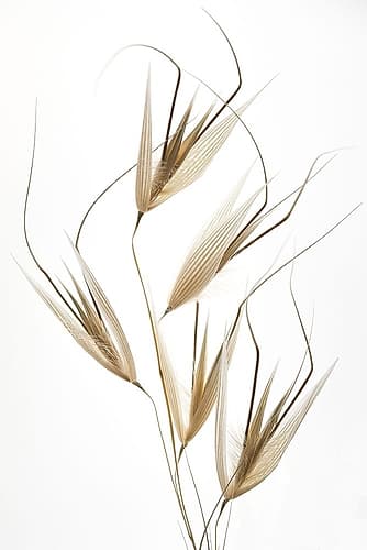 Lagandre- Delicacy of Nature Art Print