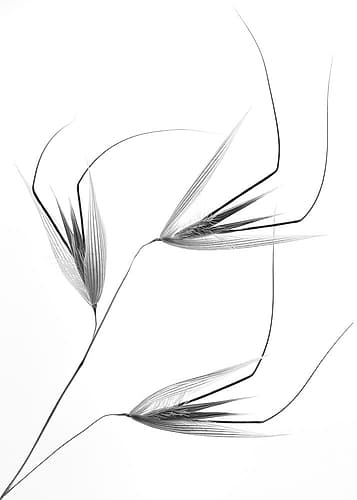 Not So Crazy Art Print by Thierry Lagandre