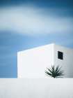 Palm tree Art Print