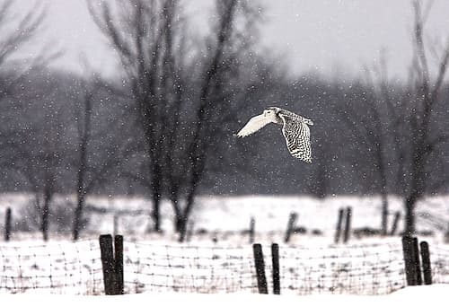 A snowy Snowy Owl Art Print by Jim Cumming