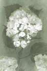 Green Hydrangea Art Print