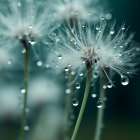 Mystical Dandelions I Minimalist Print